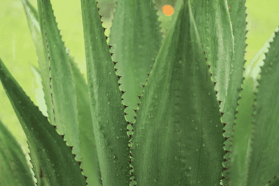 Qué es el Agave