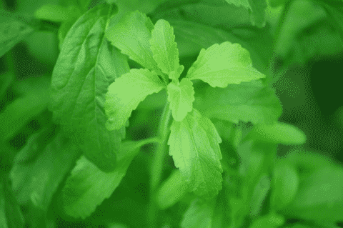 Qué es la Stevia